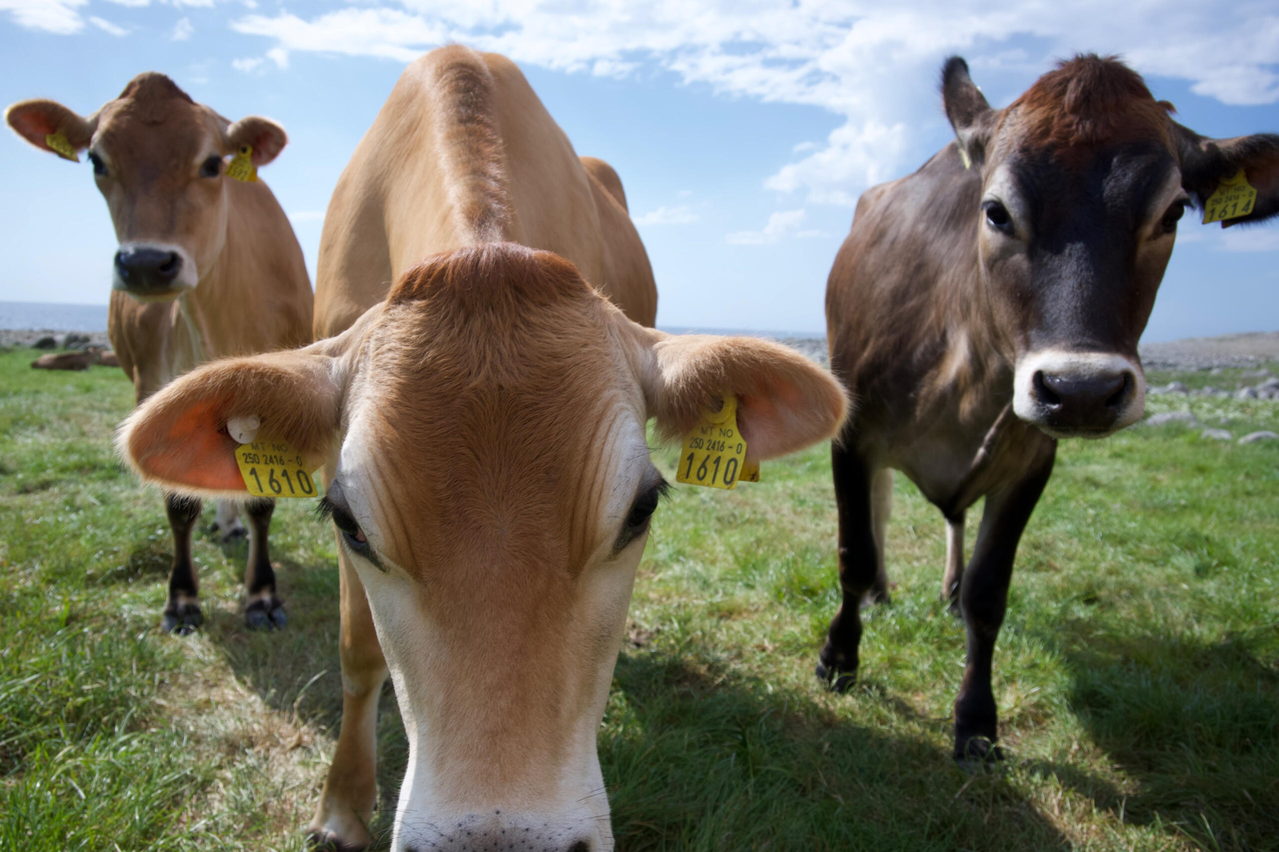 #5 Cow's group portrait